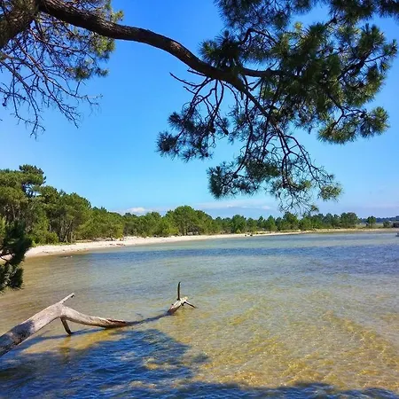 Entre Foret Et Сангине